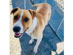 Adopt Tegan a Pit Bull Terrier, Affenpinscher
