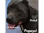 Adopt Popeye a Pit Bull Terrier