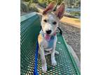 Adopt Gizmo a Husky, Shepherd