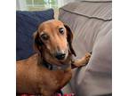 Adopt Oakton a Dachshund