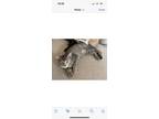 Adopt Andy a Domestic Short Hair