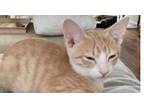 Adopt Mango a Domestic Short Hair