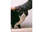 Adopt Figaro a Domestic Short Hair
