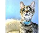 Adopt Gnocchi a Domestic Short Hair