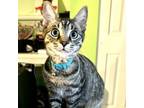 Adopt Cannoli a Domestic Short Hair
