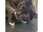 Adopt Mr. T a Domestic Short Hair