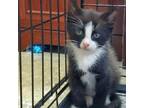 Adopt Bush a Domestic Short Hair