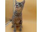 Adopt Nero a Domestic Short Hair