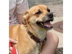 Adopt Comet a Shepherd