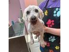 Adopt Chulo a Poodle, Mixed Breed