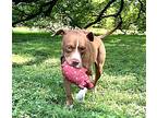 Andy, American Pit Bull Terrier For Adoption In Bristol, Tennessee