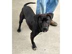 Mercer, Labrador Retriever For Adoption In Albany, Georgia