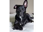 Adopt Felix a Mixed Breed