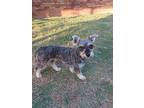 Sage, Schnauzer (miniature) For Adoption In Mustang, Oklahoma