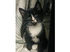 Adopt Tobey a Domestic Short Hair