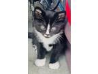 Adopt Pho aka McFlurry a Domestic Short Hair