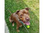 Ninja, American Staffordshire Terrier For Adoption In Baltimore, Maryland