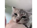 Pebble, Domestic Shorthair For Adoption In Bardstown, Kentucky