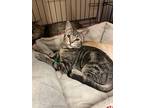 Roo #young&energetic, Domestic Shorthair For Adoption In Houston, Texas