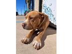 Loki, American Pit Bull Terrier For Adoption In Crosbyton, Texas