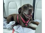 Lovely Nellie, Labrador Retriever For Adoption In Bonita Springs, Florida