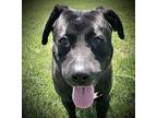 Dodge, Labrador Retriever For Adoption In Carlinville, Illinois