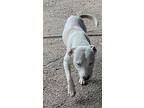Levi, Labrador Retriever For Adoption In Eufaula, Alabama