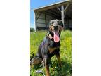 Dewey, Doberman Pinscher For Adoption In Garden Valley, Idaho