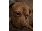 Valor, Staffordshire Bull Terrier For Adoption In Charlotte, North Carolina