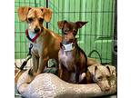Cooper, Dachshund For Adoption In La Habra, California