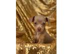 Calvin Klein, Miniature Pinscher For Adoption In La Habra, California