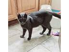 Chiquita, Russian Blue For Adoption In Plain City, Ohio
