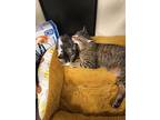 Grey, Domestic Shorthair For Adoption In Midland, Texas