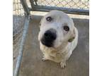 Adopt Jayce 21-0266 a Labrador Retriever