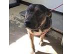 Adopt Aikeem 21-0163 a Black Labrador Retriever