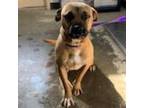 Adopt Bruno 20-1240 a Chocolate Labrador Retriever