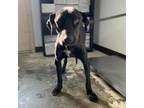 Adopt Morty 21-0087 a Labrador Retriever