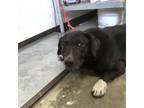 Adopt Austin 21-0190 a Black Labrador Retriever, Mixed Breed