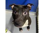 Adopt Kolby 21-0056 a Labrador Retriever
