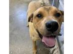 Adopt Scout 21-0373 a Labrador Retriever