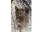 Riley, Maine Coon For Adoption In Hyde, Pennsylvania