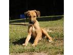 Adopt Greg a Mixed Breed, Black Mouth Cur
