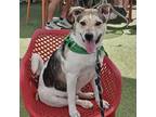 Adopt Charlie Brown a Australian Cattle Dog / Blue Heeler