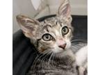 Adopt Reese a Domestic Short Hair