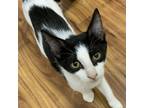 Adopt Yurie a Domestic Short Hair