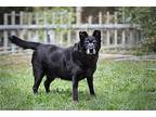 Stormy, Labrador Retriever For Adoption In Boston, Kentucky