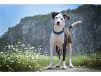 Merci, American Staffordshire Terrier For Adoption In Boston, Kentucky