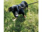 Yuma, Terrier (unknown Type, Small) For Adoption In Plain City, Ohio