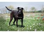 Lady, Labrador Retriever For Adoption In Boston, Kentucky