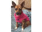 Bambi, Dachshund For Adoption In San Francisco, California